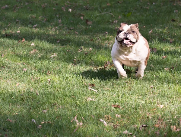 Dog running — Stock Photo, Image