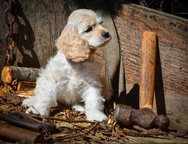 Carino cucciolo — Foto Stock