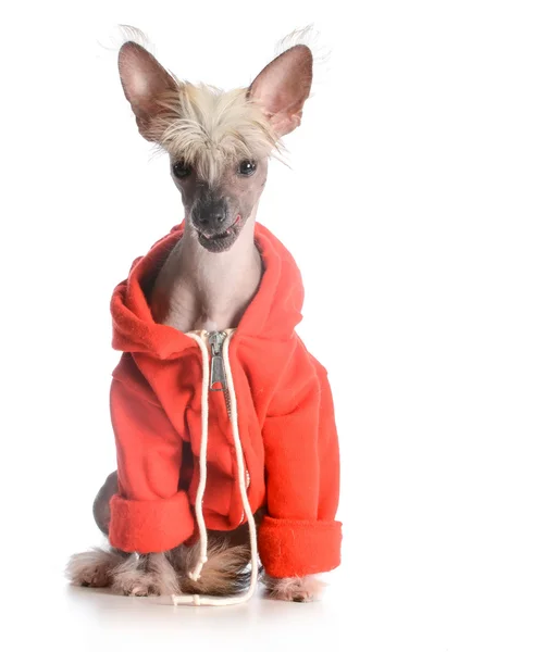 Cane che indossa maglione — Foto Stock