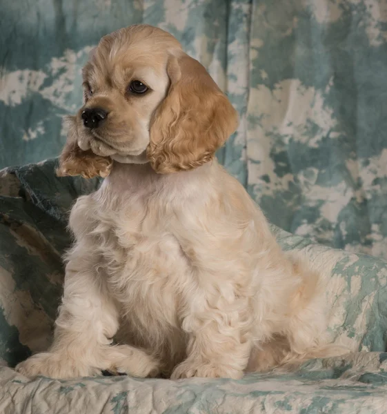 Carino cucciolo — Foto Stock