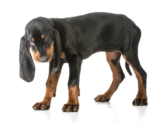 Negro y coonhound bronceado — Foto de Stock