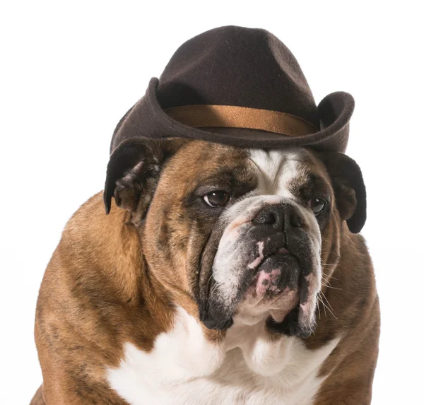 Country dog — Stock Photo, Image