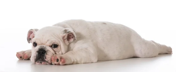 疲れた子犬 — ストック写真