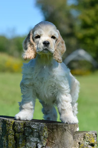 Carino cucciolo — Foto Stock