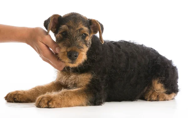 Hands holding puppy — Stock Photo, Image