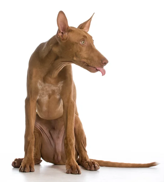 Dog with attitude — Stock Photo, Image