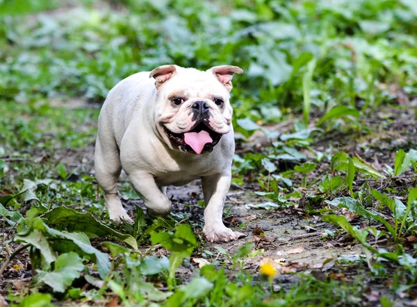 İngilizce bulldog dışında — Stok fotoğraf