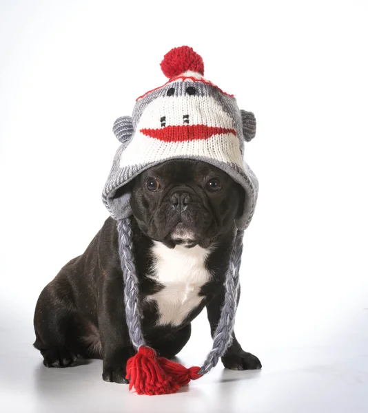 Pes nosí klobouk — Stock fotografie