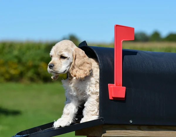 Cachorro em uma caixa de correio — Fotografia de Stock