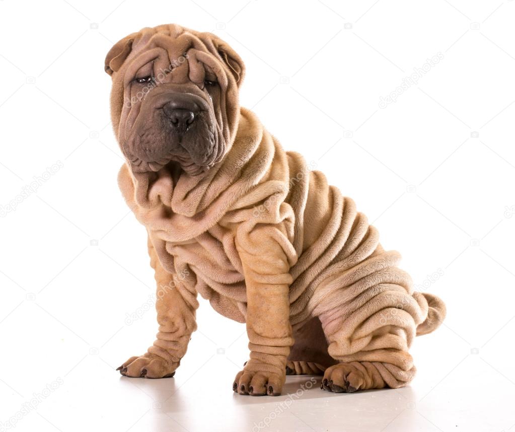 Shar Pei Sitting Stock Photos, Royalty Free Shar Pei Sitting Images | Depositphotos