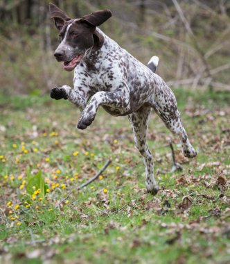 Alman shorthaired ibre