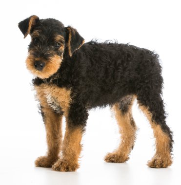 Airedale terrier