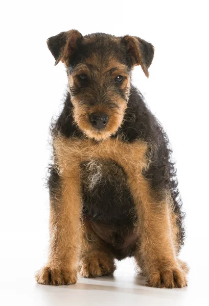 Cachorrinho bonito — Fotografia de Stock