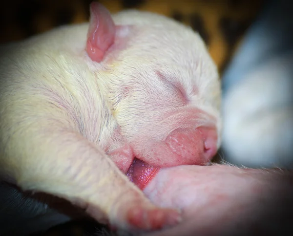 Cachorro enfermería — Foto de Stock