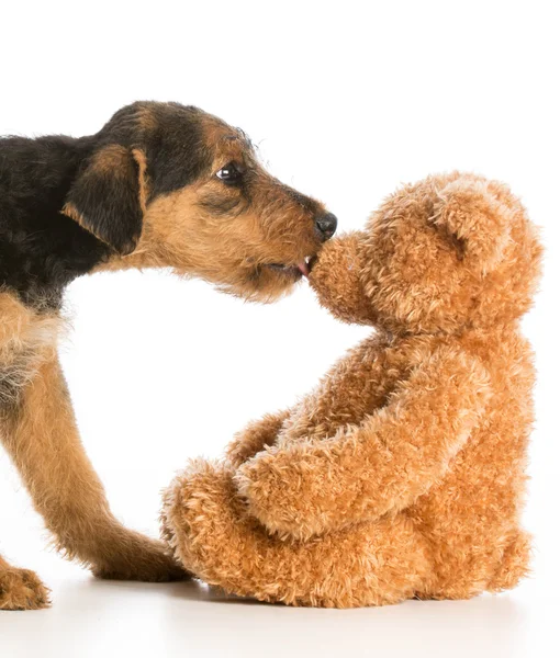 かわいい子犬とテディベア — ストック写真