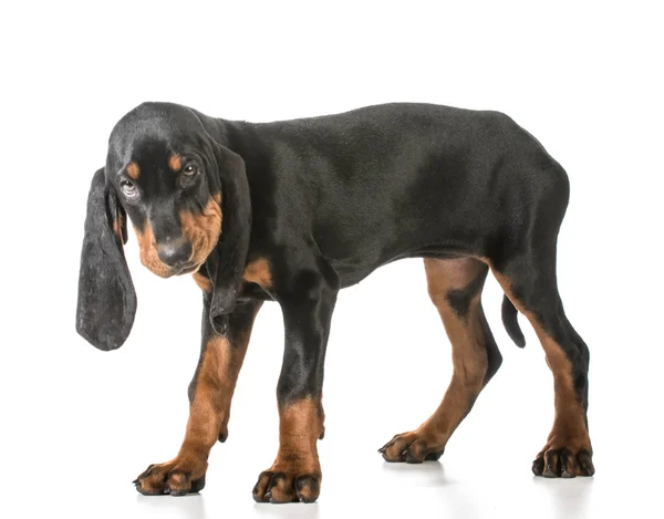 Siyah ve tabaklamak coonhound — Stok fotoğraf