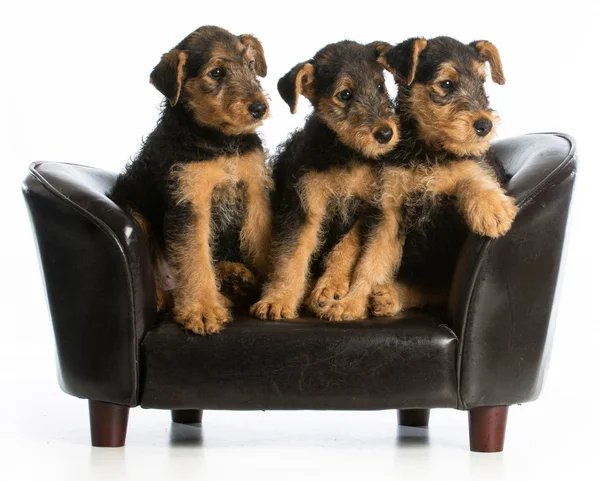 Airedale terrier litter — Stock Photo, Image