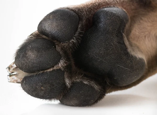 Dog feet — Stock Photo, Image