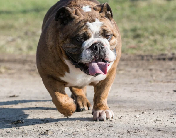 İngilizce Bulldog — Stok fotoğraf