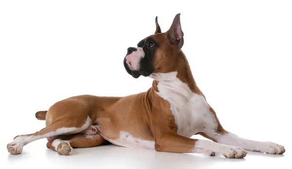 Reinrassiger Boxer — Stockfoto