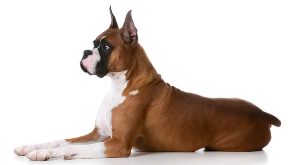 Purebred boxer — Stock Photo, Image