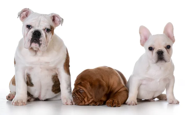 Drie pups — Stockfoto