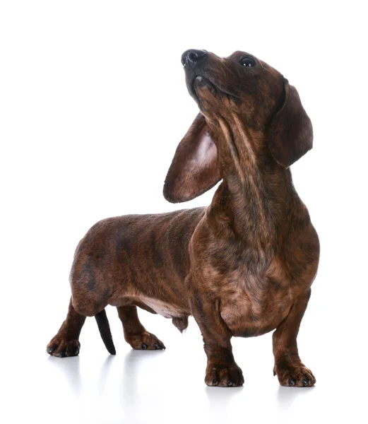 Minyatür pürüzsüz dachshund — Stok fotoğraf