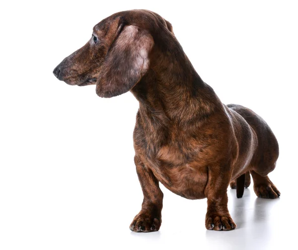 Minyatür pürüzsüz dachshund — Stok fotoğraf