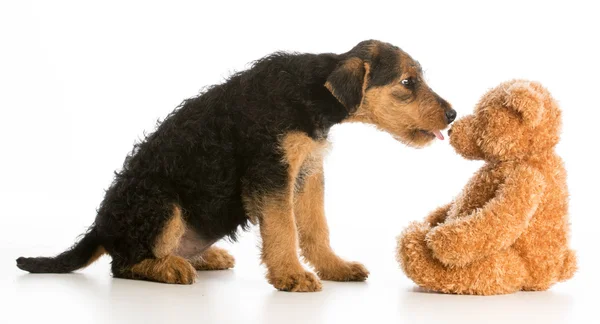 Cute puppy and teddy bear — Stock Photo, Image