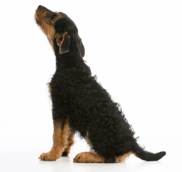 Airedale terrier — Stok fotoğraf