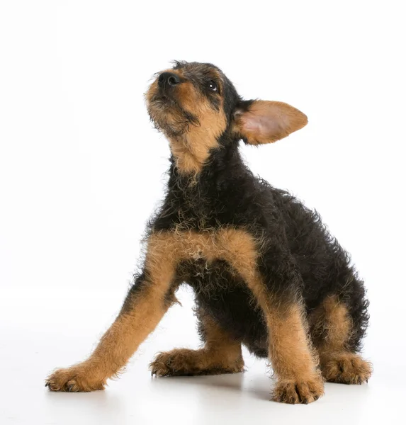 Airedale terrier köpek yavrusu — Stok fotoğraf