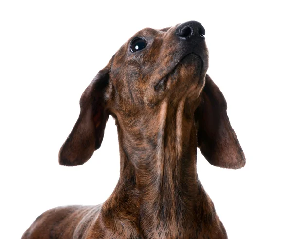 Miniatura suave dachshund retrato —  Fotos de Stock