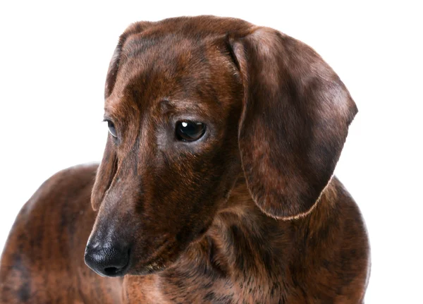 Dachshund. — Foto de Stock