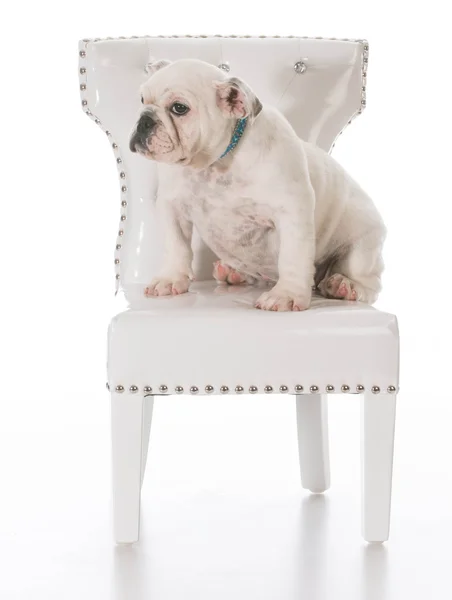 Schattig puppy — Stockfoto