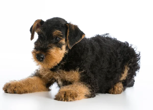 Airedale terriër puppy — Stockfoto