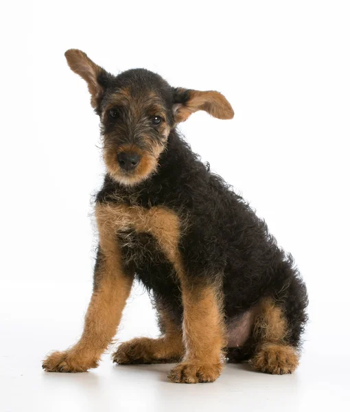 Airedale terrier köpek yavrusu — Stok fotoğraf