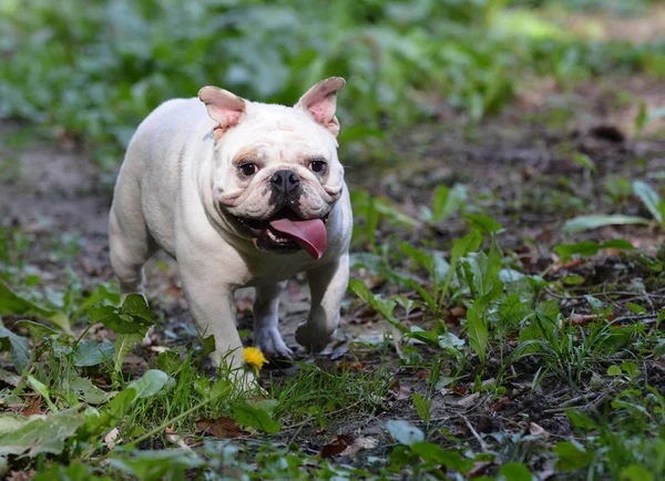 İngilizce Bulldog — Stok fotoğraf