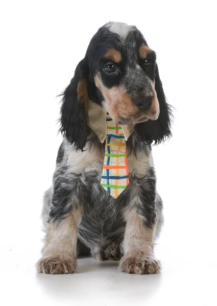 Cachorrinho bonito — Fotografia de Stock