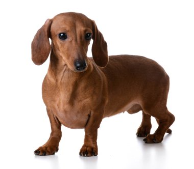 minyatür pürüzsüz dachshund