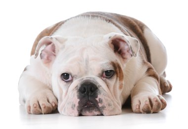 İngilizce bulldog yavrusu