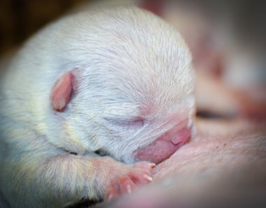 Hemşirelik köpek yavrusu