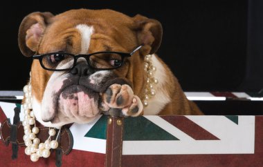 İngilizce Bulldog