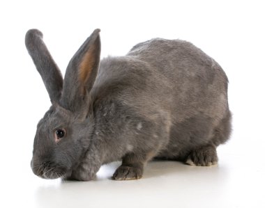 Dev Flaman bunny