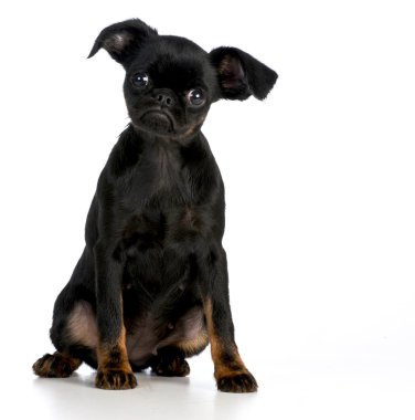 Brussels griffon köpek yavrusu