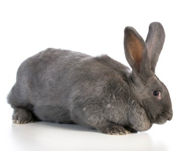 Dev Flaman bunny