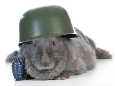 Bunny asker