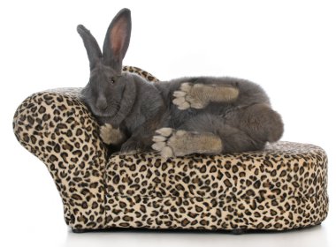 süslü bunny