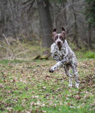 Alman shorthaired ibre