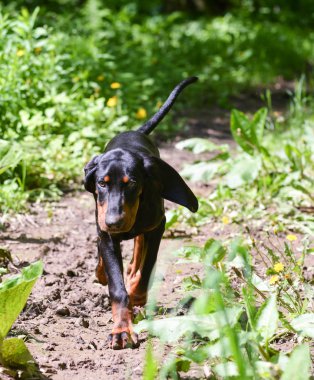 Köpek Yürüyüşü