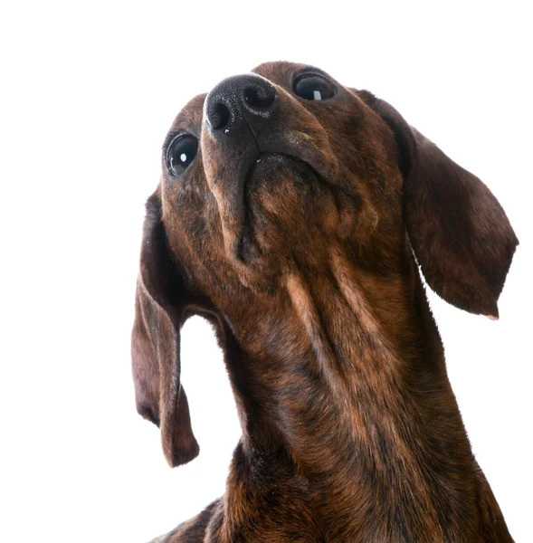 Miniature smooth dachshund portrait — Stock Photo, Image